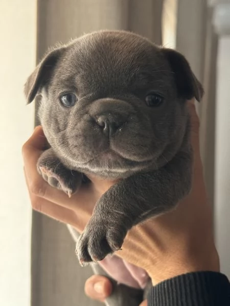 Cuccioli Bulldog  Francese  | Foto 3