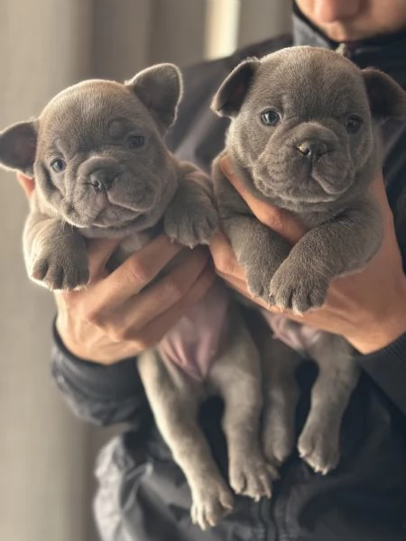 Cuccioli Bulldog  Francese  | Foto 2