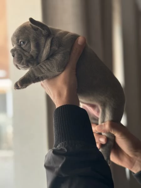 Cuccioli Bulldog  Francese  | Foto 1