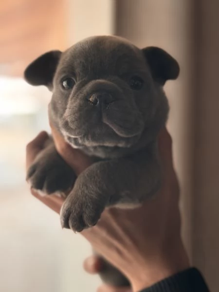 Cuccioli Bulldog  Francese  | Foto 0
