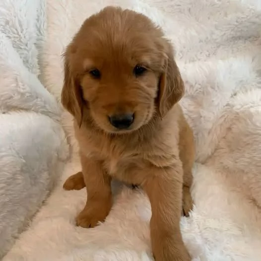 Cuccioli di Golden Retriever per casa