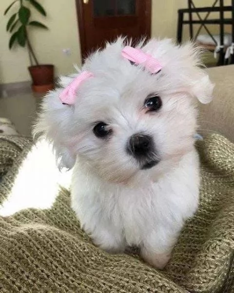 Cuccioli di maltese per casa