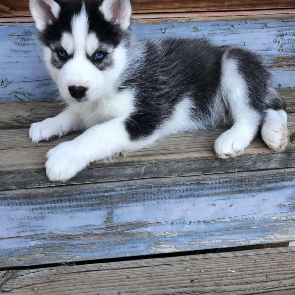 Adorabili cuccioli di Siberian Husky 
