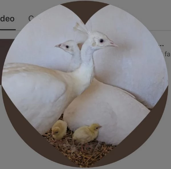 Bellissimi Pavoni bianchi 