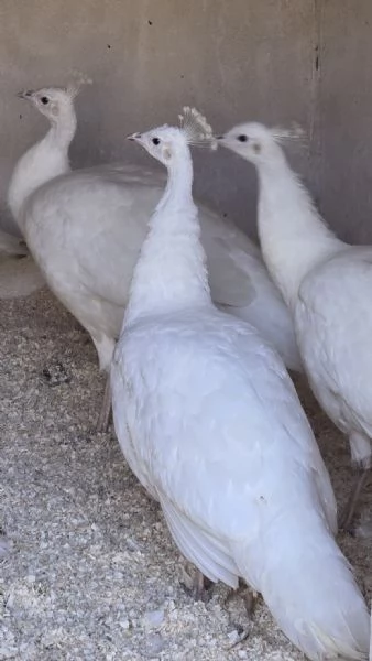 Bellissimi Pavoni bianchi  | Foto 2