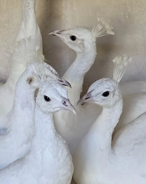 Bellissimi Pavoni bianchi  | Foto 1