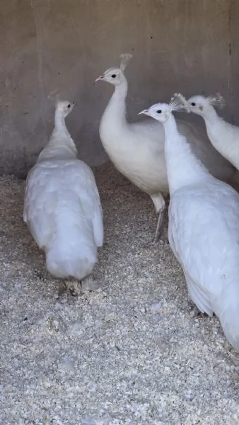 Bellissimi Pavoni bianchi  | Foto 0