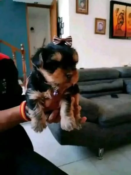 Yorkie di razza pura disponibile