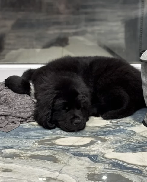 Splendidi Cuccioli di Terranova