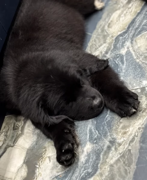 Splendidi Cuccioli di Terranova | Foto 0