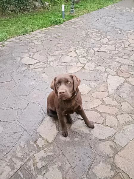 Labrador Retriever Chocolate