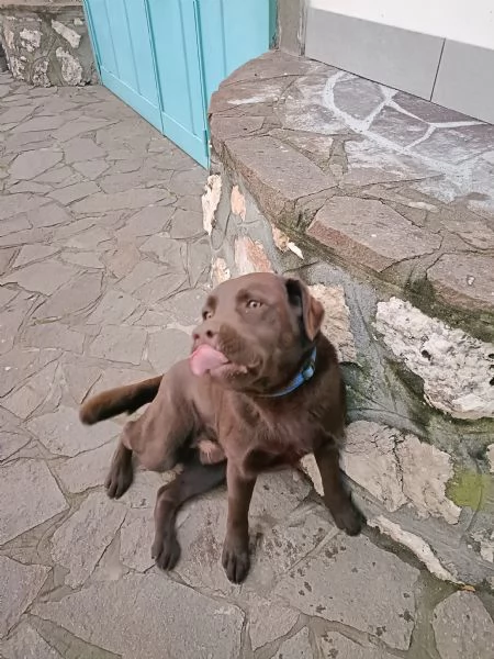Labrador Retriever Chocolate | Foto 2