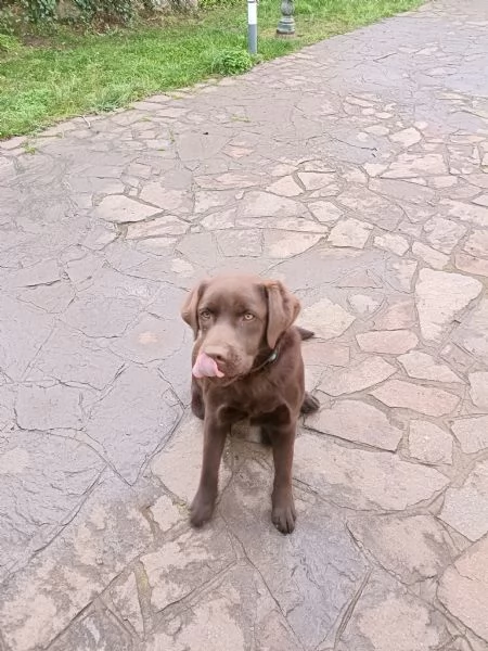 Labrador Retriever Chocolate | Foto 1