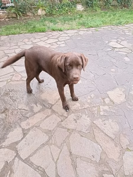Labrador Retriever Chocolate | Foto 0
