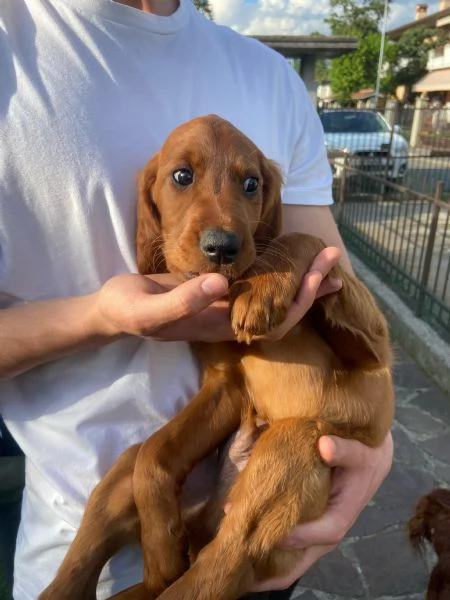 Cuccioli Setter Irlandese | Foto 7
