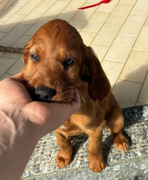 Cuccioli Setter Irlandese | Foto 6