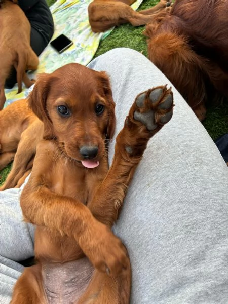 Cuccioli Setter Irlandese | Foto 4