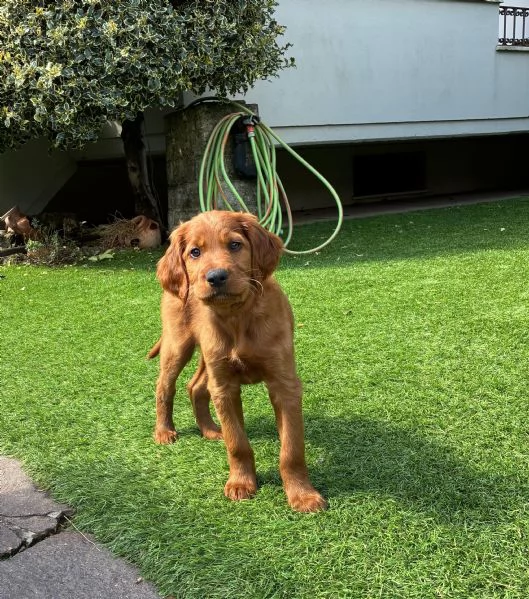 Cuccioli Setter Irlandese | Foto 2