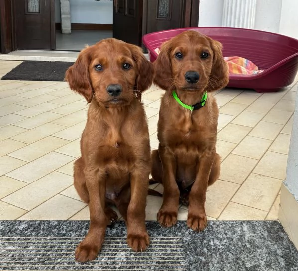 Cuccioli Setter Irlandese