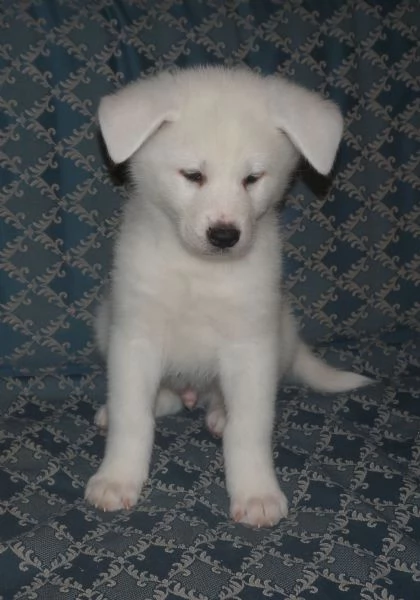 Akita inu cuccioli con Pedigree Enci | Foto 12
