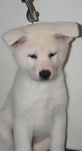 Akita inu cuccioli con Pedigree Enci