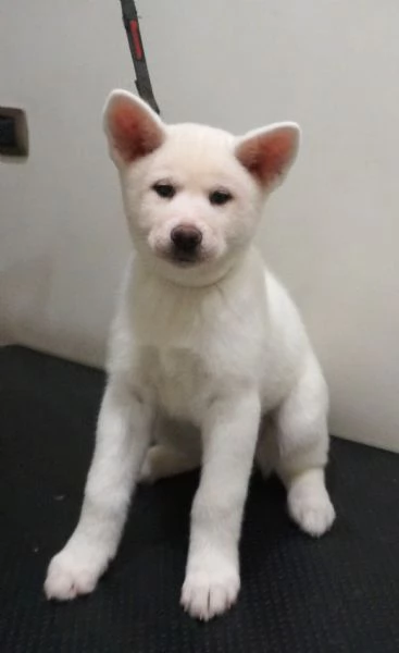 Akita inu cuccioli con Pedigree Enci | Foto 11