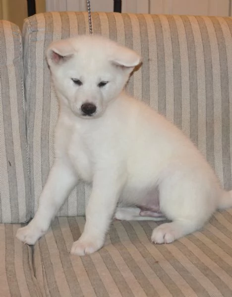 Akita inu cuccioli con Pedigree Enci | Foto 10