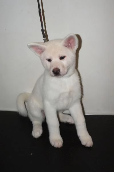 Akita inu cuccioli con Pedigree Enci | Foto 9
