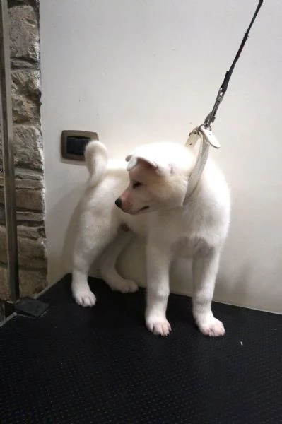 Akita inu cuccioli con Pedigree Enci | Foto 8