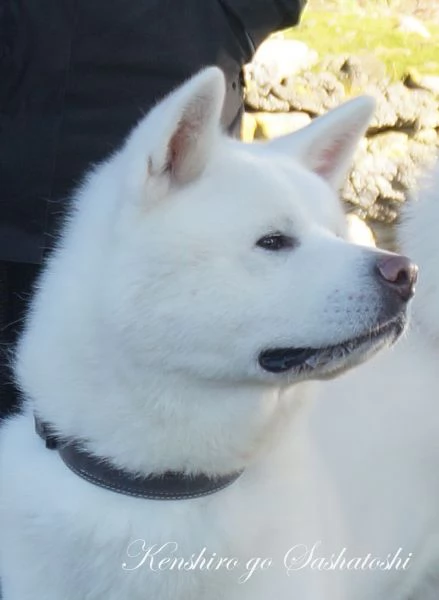 Akita inu cuccioli con Pedigree Enci | Foto 7