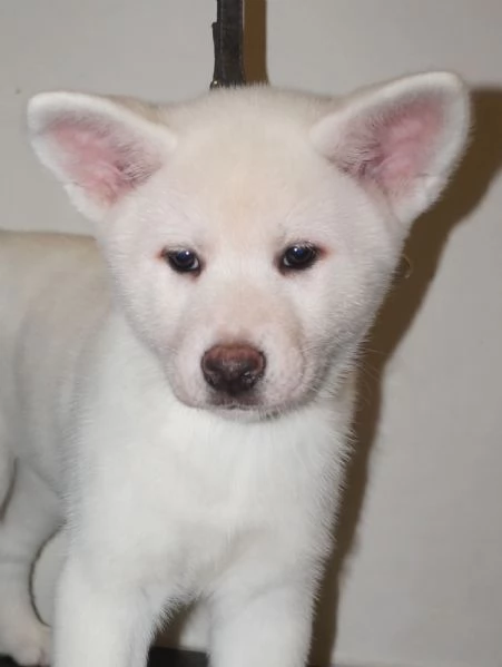 Akita inu cuccioli con Pedigree Enci | Foto 6