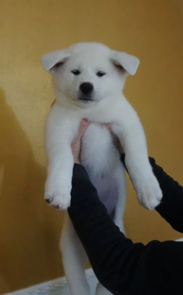 Akita inu cuccioli con Pedigree Enci | Foto 5
