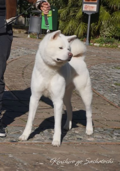 Akita inu cuccioli con Pedigree Enci | Foto 4