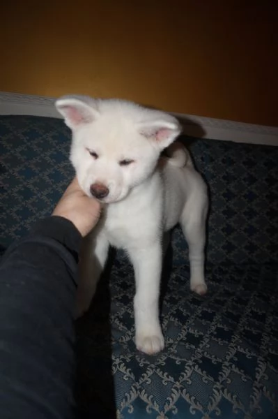 Akita inu cuccioli con Pedigree Enci | Foto 3