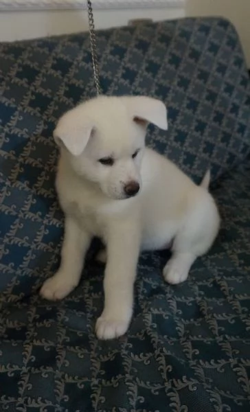 Akita inu cuccioli con Pedigree Enci | Foto 2