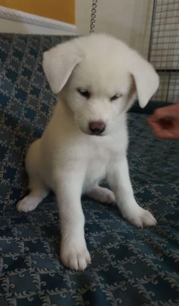 Akita inu cuccioli con Pedigree Enci | Foto 1