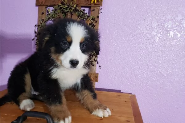 Bovaro del Bernese | Foto 1