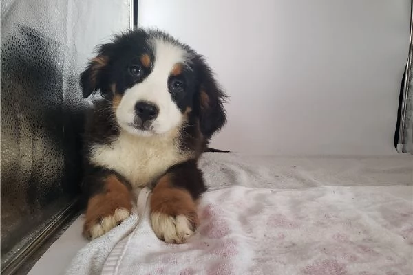 Bovaro del Bernese | Foto 0