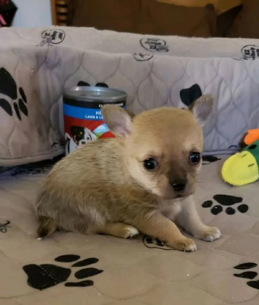 Cuccioli di Chihuahua in cerca di adozione