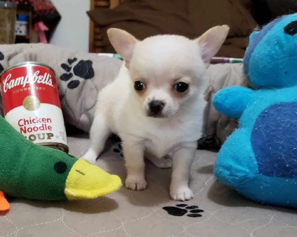 Cuccioli di Chihuahua in cerca di adozione | Foto 0