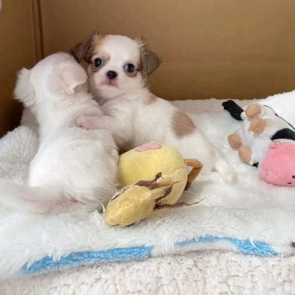 Cuccioli di Chihuahua in cerca di adozione