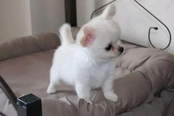 Cuccioli di Chihuahua in cerca di adozione