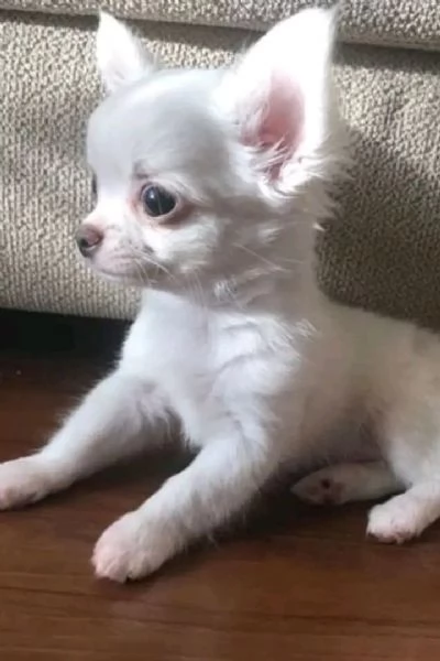 Cuccioli di Chihuahua in cerca di adozione | Foto 0