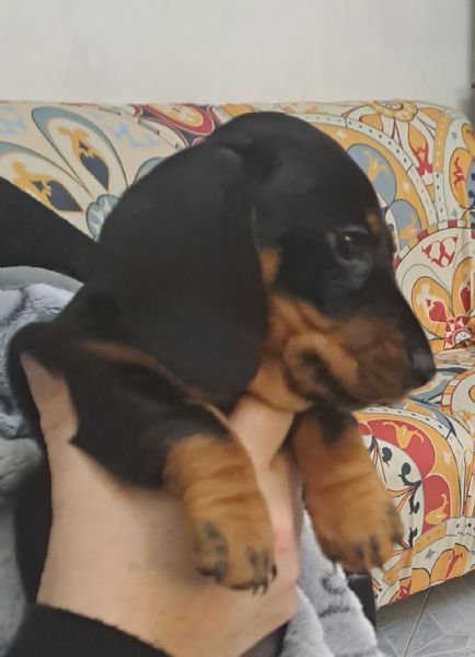 cane bassotto | Foto 0