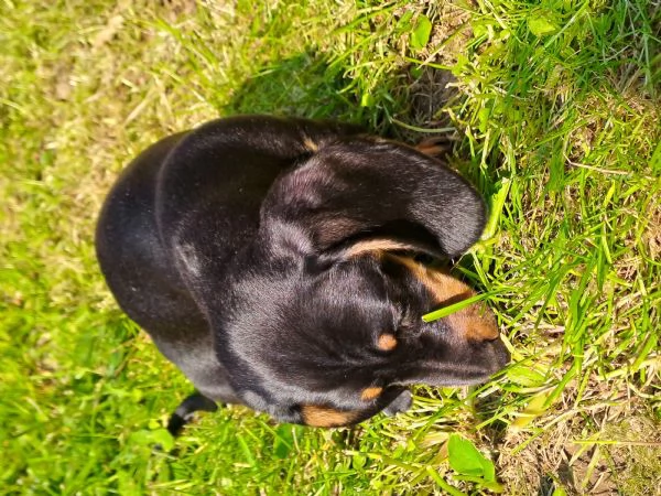 cane bassotto | Foto 5