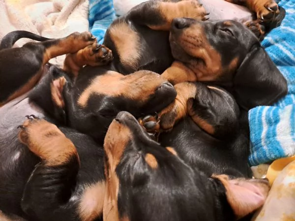 cane bassotto | Foto 4