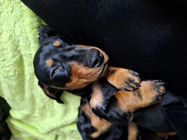 cane bassotto | Foto 3