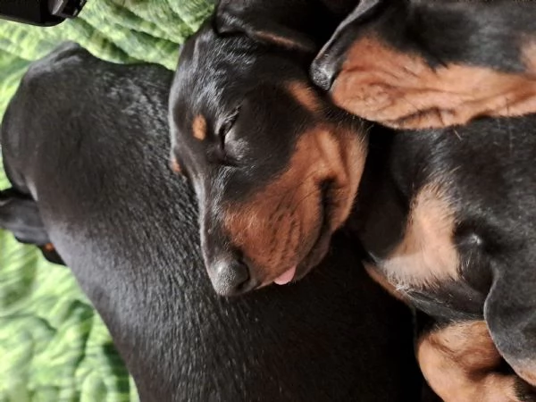 cane bassotto | Foto 2