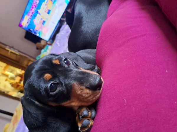 cane bassotto | Foto 0