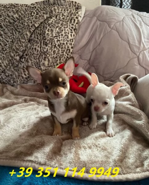 Regala i nostri cuccioli di chihuahua maschi e femmine